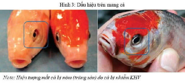 Kiểm soát và điều trị bệnh KHV ở cá Koi 23