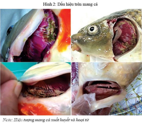 Kiểm soát và điều trị bệnh KHV ở cá Koi 21