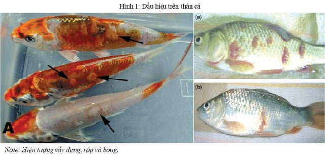 Kiểm soát và điều trị bệnh KHV ở cá Koi 19