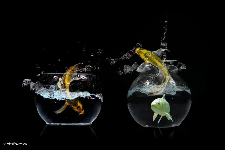 Cá koi nhảy lên mặt nước: Nguyên nhân và cách khắc phục 13