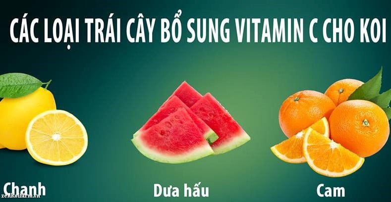 Cách Cho Cá Koi Ăn Cam Để Tăng Màu Sắc, Bổ Sung Vitamin C 9