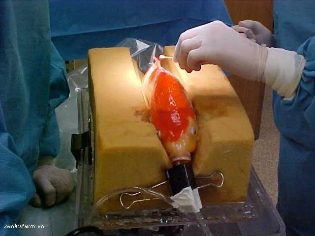 Phẫu thuật cá koi: Hướng dẫn chi tiết từ A-Z 23