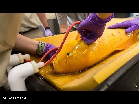 Phẫu thuật cá koi: Hướng dẫn chi tiết từ A-Z 21