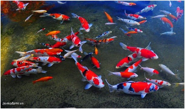 Tiêu chuẩn môi trường sống của cá Koi thế nào? Chuyên Gia Trả Lời 13