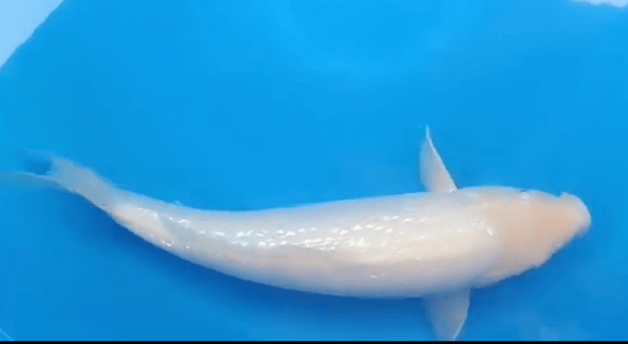 Cá Chép Koi Trắng Platinum Ogon: Tổng Quan, Giá Bán, Ý Nghĩa Phong Thủy 191