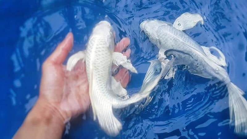 Cá Chép Koi Trắng Platinum Ogon: Tổng Quan, Giá Bán, Ý Nghĩa Phong Thủy 189