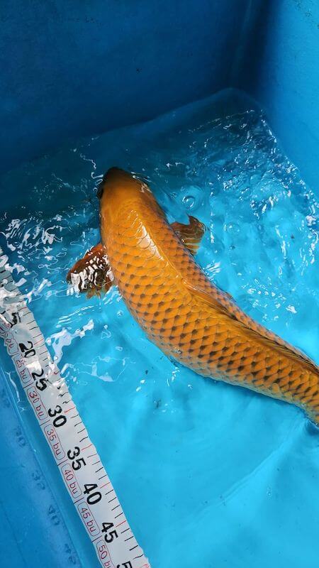 Cá Koi Chagoi Dẫn Đàn: Đặc Điểm, Phân Loại, Cách Chọn Mua 209