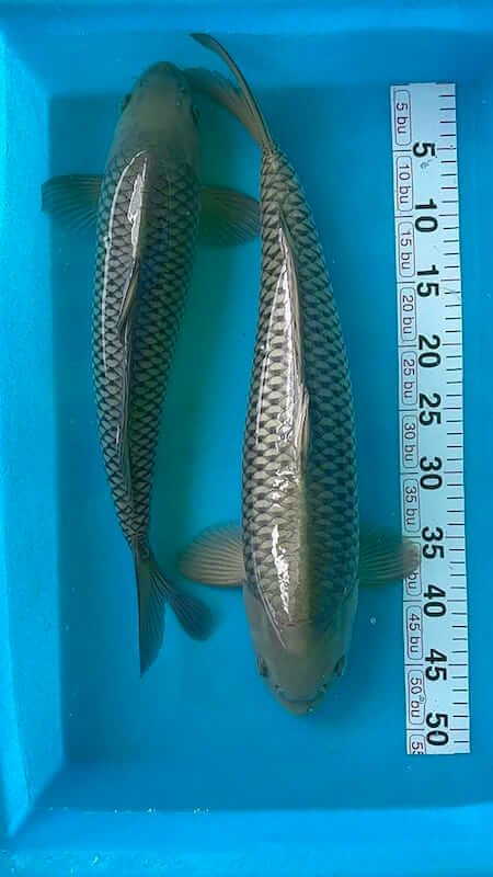 Cá Koi Chagoi Dẫn Đàn: Đặc Điểm, Phân Loại, Cách Chọn Mua 207