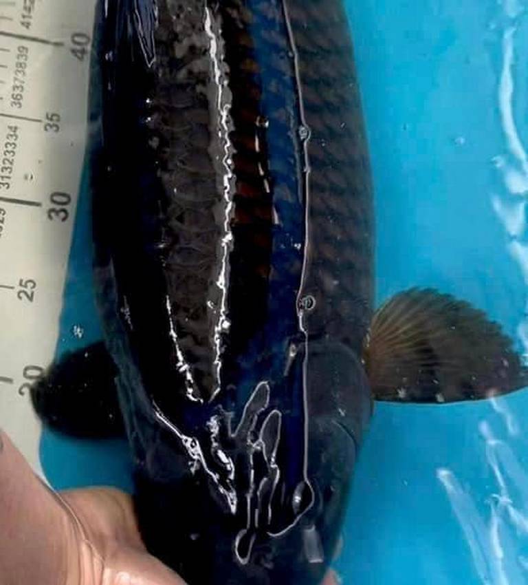 Cá Koi Chagoi Dẫn Đàn: Nguồn Gốc, Đặc Điểm, Giá Bao Nhiêu ? 39
