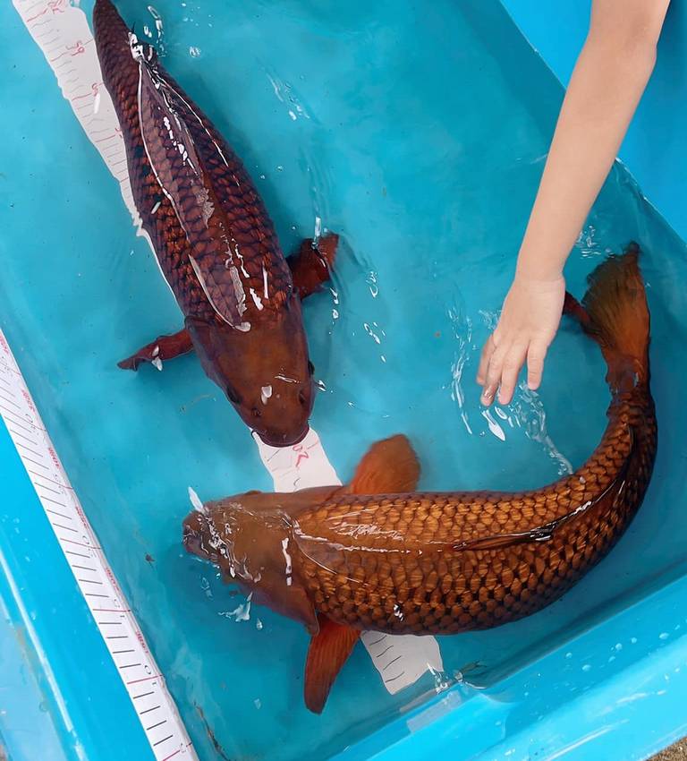 Cá Koi Chagoi Dẫn Đàn: Nguồn Gốc, Đặc Điểm, Giá Bao Nhiêu ? 29