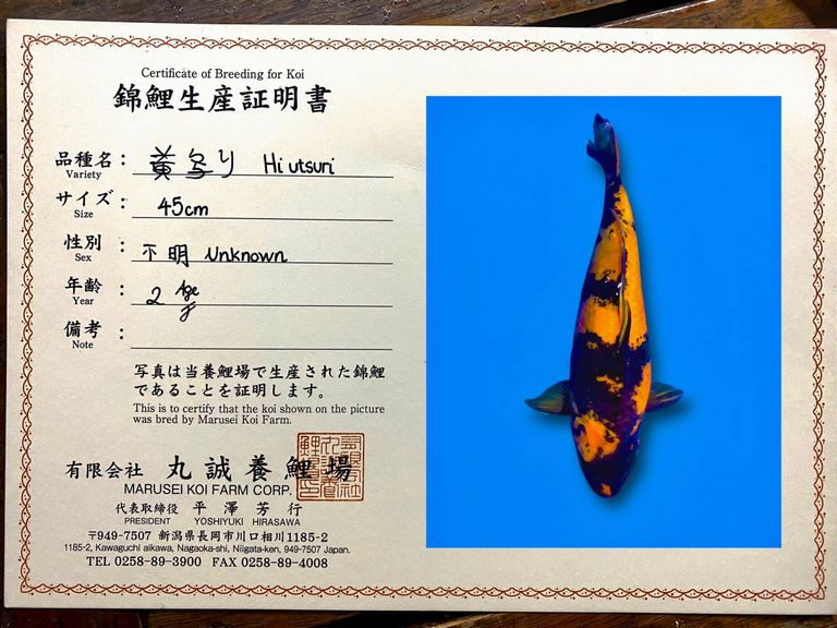 Cách Chọn Cá Koi Hi Utsuri Và Thông Tin Về Loài Cá Này 21