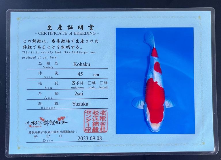 Cá Koi Kohaku: Đặc Điểm, Cách Chọn Mua Và Giá Bán 2024 31