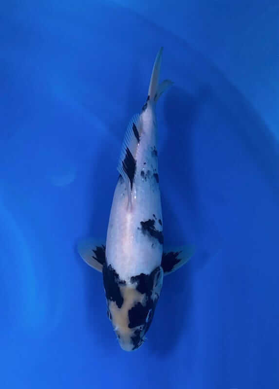 Cá Koi Là Cá Gì ? Nguồn Gốc, Phân Loai, Ý Nghĩa Phong Thuỷ 55