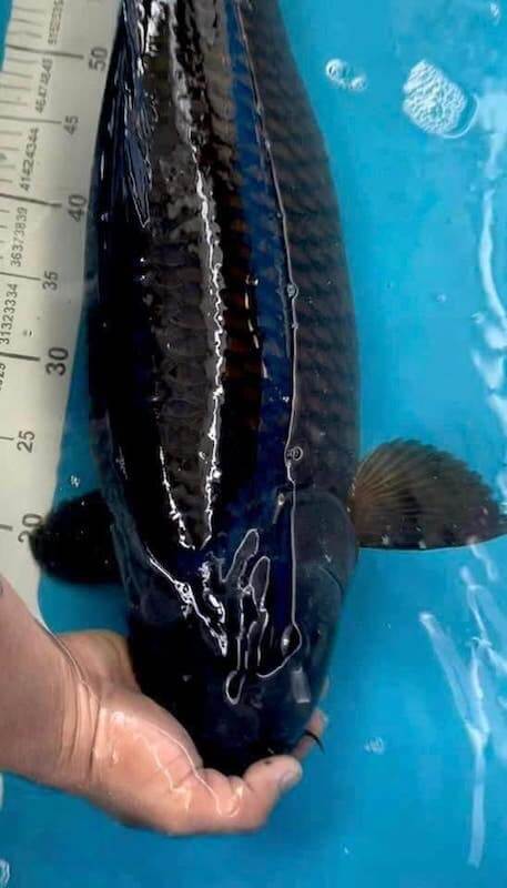 Thông Tin Về Giống Cá Koi Màu Đen Huyền Bí Và Ý Nghĩa Phong Thủy 85