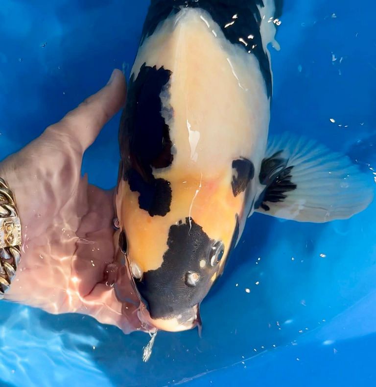 Cá Koi Shiro Utsuri: Nguồn Gốc, Đặc Điểm, Cách Chọn Mua 33