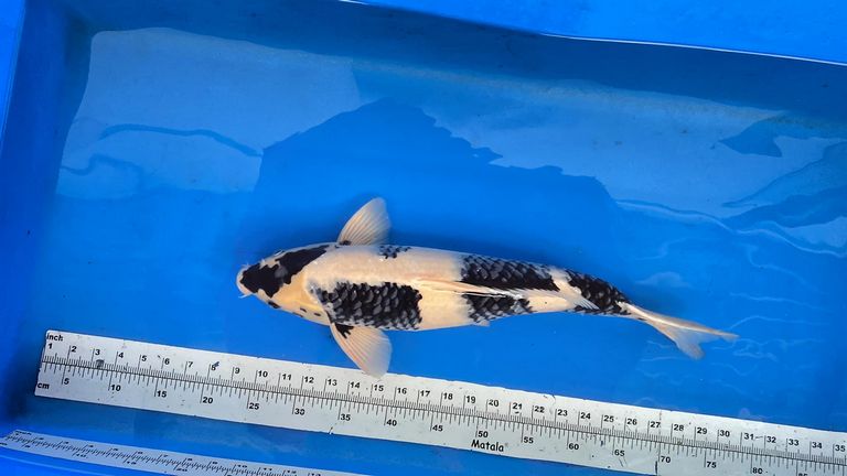 Cá Koi Shiro Utsuri: Nguồn Gốc, Đặc Điểm, Cách Chọn Mua 153
