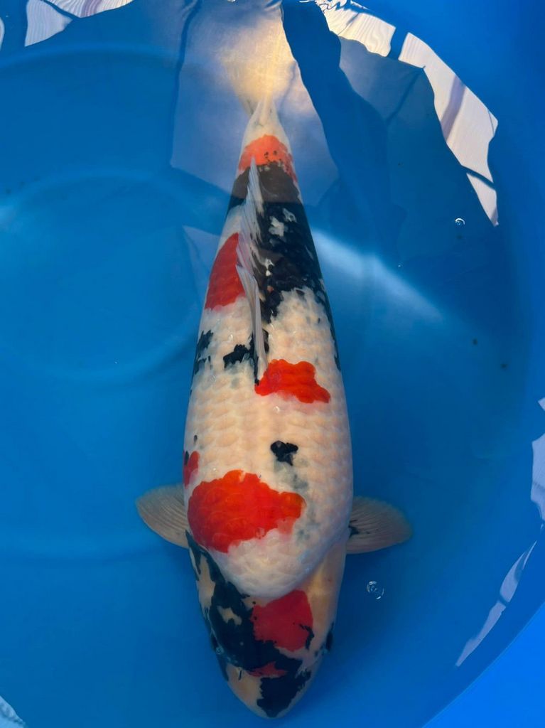 Cá Koi Showa: Nguồn Gốc, Đặc Điểm Và Cách Chọn Mua 135