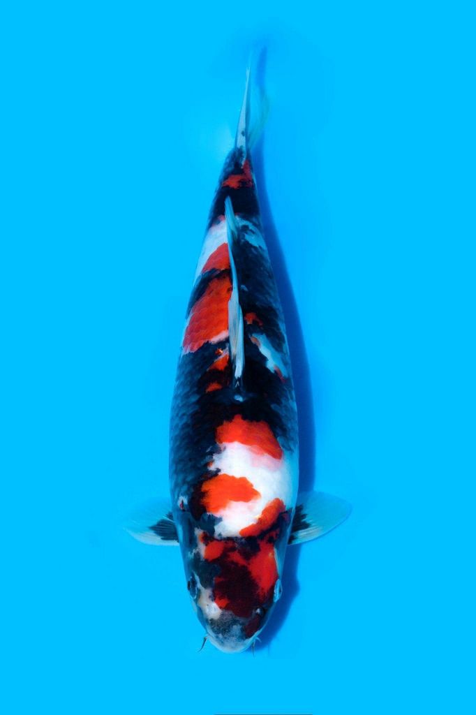 Cá Koi Showa: Nguồn Gốc, Đặc Điểm Và Cách Chọn Mua 19