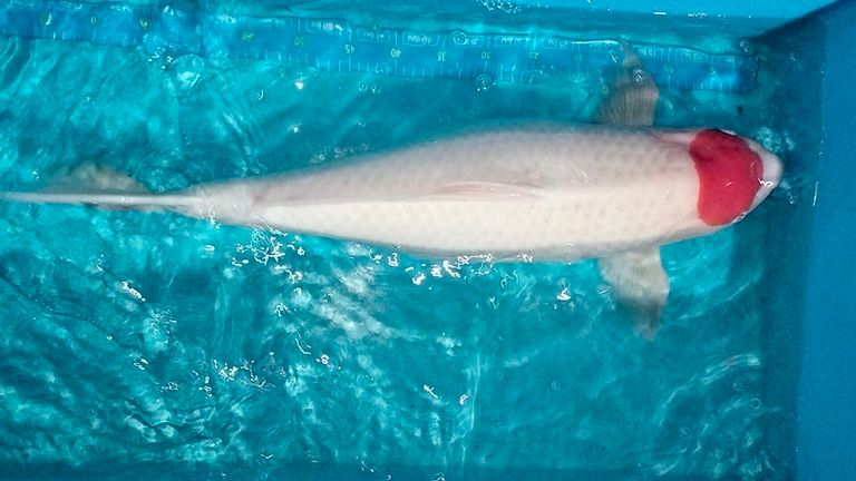 Cá Koi Tancho: Nguồn Gốc, Đặc Điểm, Giá Bao Nhiêu ? 31
