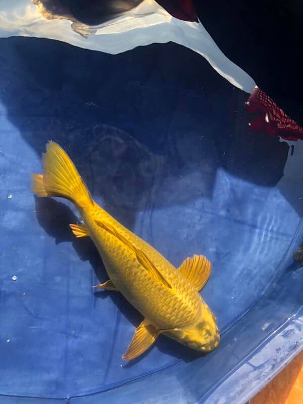Cá Koi Vàng Ánh Kim Yamabuki Ogon: Loài Cá Koi Cho Đại Gia 139