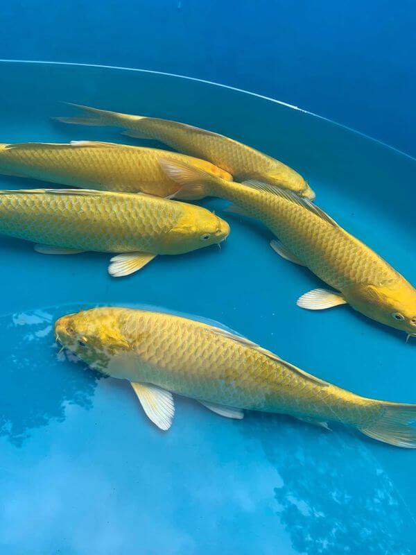 Cá Koi Vàng Ánh Kim Yamabuki Ogon: Loài Cá Koi Cho Đại Gia 143