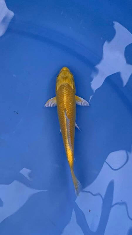Cá Koi Vàng Ánh Kim Yamabuki Ogon: Loài Cá Koi Cho Đại Gia 141