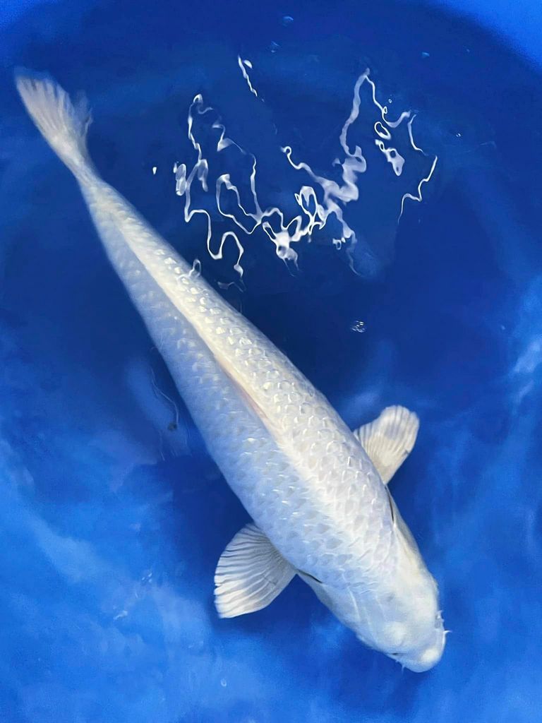 Cá Koi Shiro Utsuri: Nguồn Gốc, Đặc Điểm, Cách Chọn Mua 53