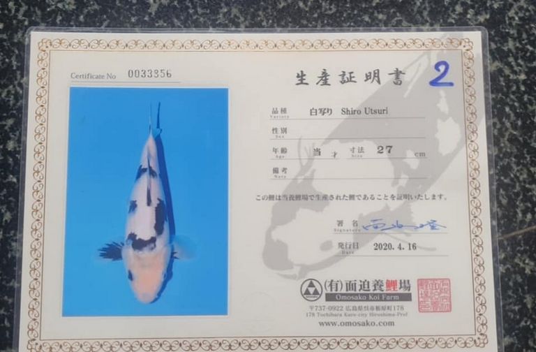 Cá Koi Shiro Utsuri: Nguồn Gốc, Đặc Điểm, Cách Chọn Mua 49