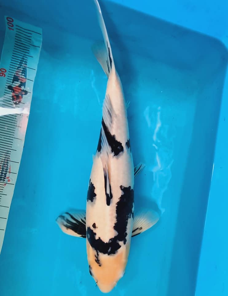 Cá Koi Shiro Utsuri: Nguồn Gốc, Đặc Điểm, Cách Chọn Mua 47