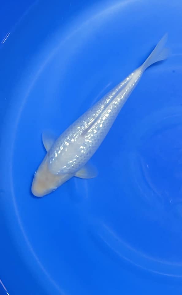 Cá Koi Shiro Utsuri: Nguồn Gốc, Đặc Điểm, Cách Chọn Mua 45